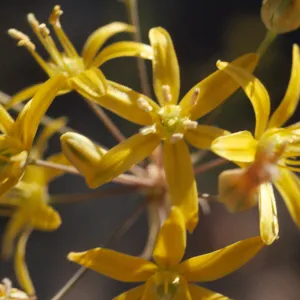 Bloomeria crocea