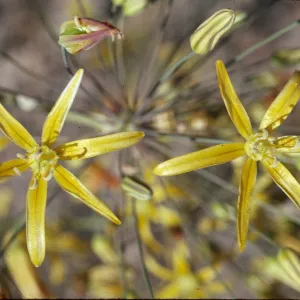 Bloomeria crocea