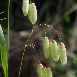 Briza maxima