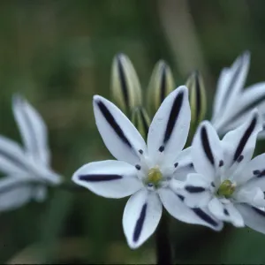 Brodiaea hendersonii