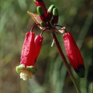 Brodiaea ida-maia