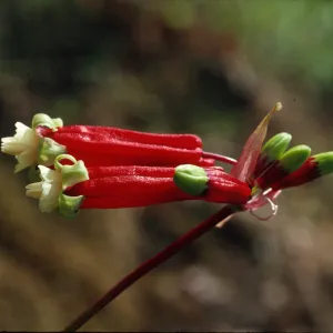 Brodiaea ida-maia