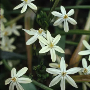 Brodiaea lutea