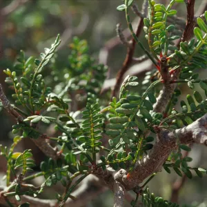 Bursera microphylla