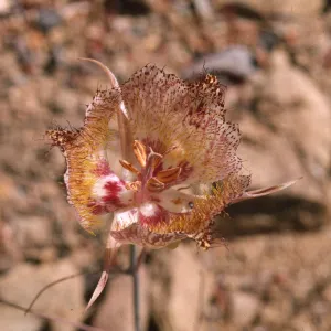 Calochortus