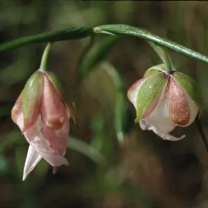 Calochortus albus