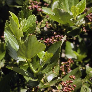 Ceanothus arboreus