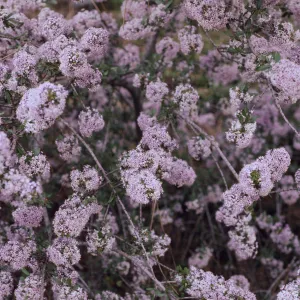 Ceanothus cuneatus var. fascicularis