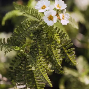 Chamaebatia australis