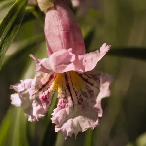 Chilopsis linearis