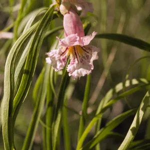 Chilopsis linearis