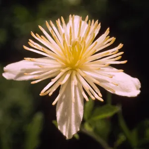 Clematis lasiantha