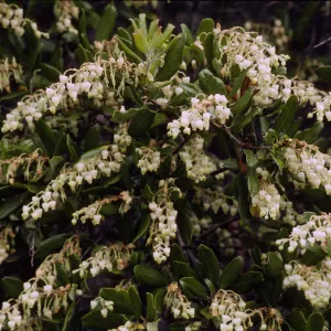 Comarostaphylis