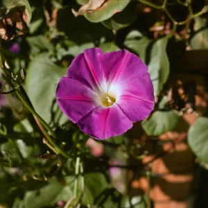 Convolvulus