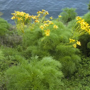 Coreopsis gigantea
