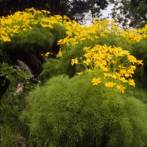 Coreopsis gigantea