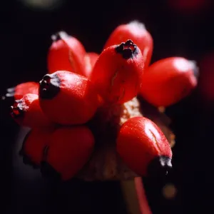 Cornus nuttallii