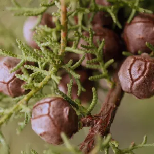 Cupressus pygmaea