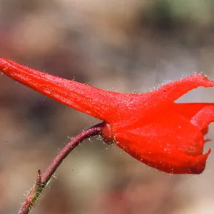 Delphinium nudicaule