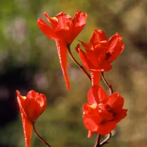 Delphinium cardinale