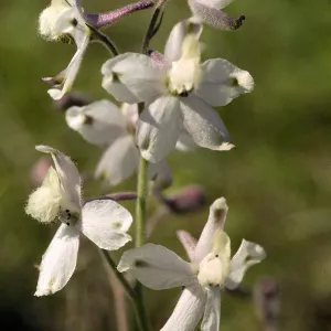 Delphinium kinkiense