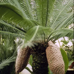 Dioon spinulosum