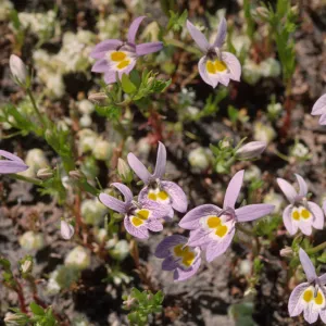 Downingia bacigalupii
