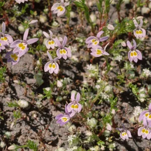 Downingia bacigalupii