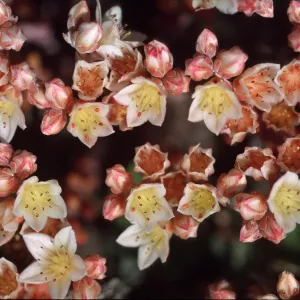 Dudleya nesiotica