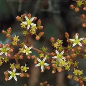 Dudleya virens