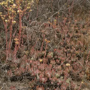Dudleya virens
