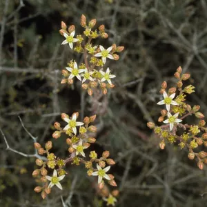 Dudleya virens