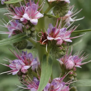 Echium aculeatum
