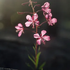Epilobium angustifolium
