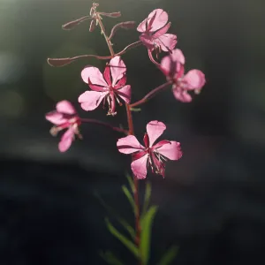 Epilobium angustifolium