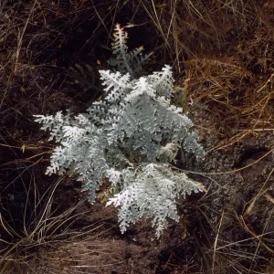 Eriophyllum nevinii