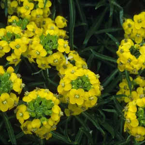 Erysimum insulare