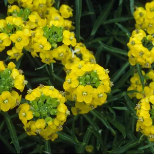 Erysimum insulare