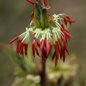 Euptelea polyandra