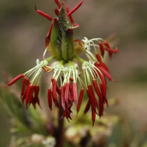 Euptelea polyandra