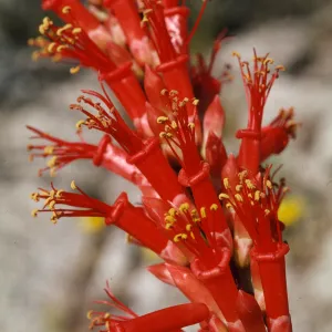 Fouquieria
