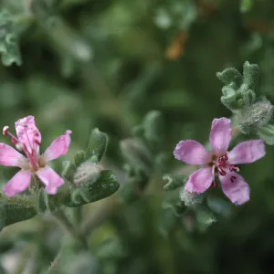 Frankenia salina