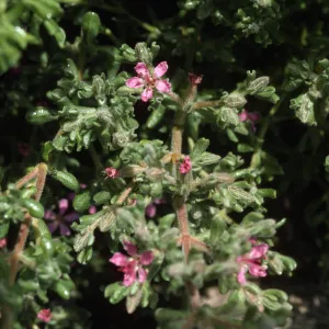 Frankenia salina