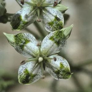 Frasera albomarginata