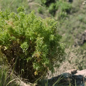 Galium catalinense ssp. acrispum