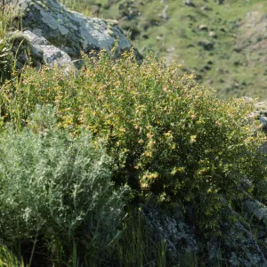 Galium catalinense ssp. acrispum