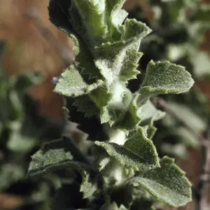 Hazarrdia cana x squarrosa