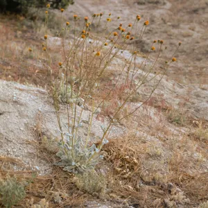 Hulsea vestita ssp. callicarpha