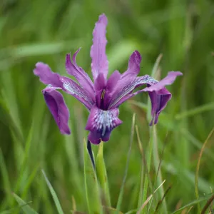 Iris douglasiana