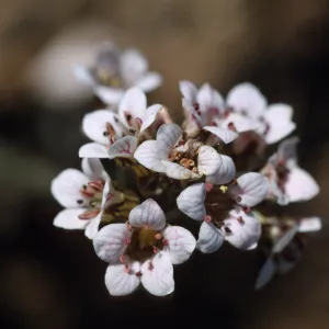 Jepsonia malvifolia, Thrum